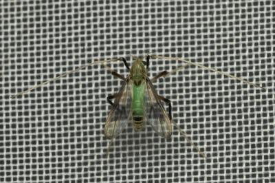 <i>Stenochironomus gibbus</i>