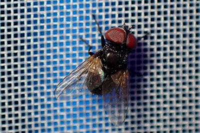 <i>Phasia pusilla</i>