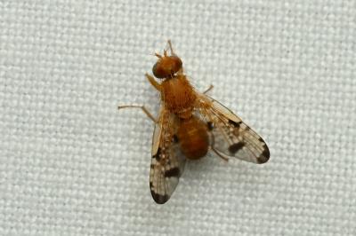<i>Xyphosia miliaria</i>