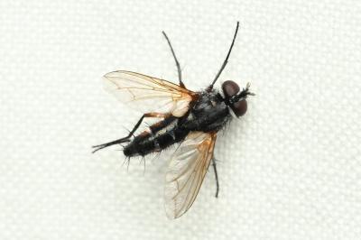 <i>Mintho rufiventris</i>