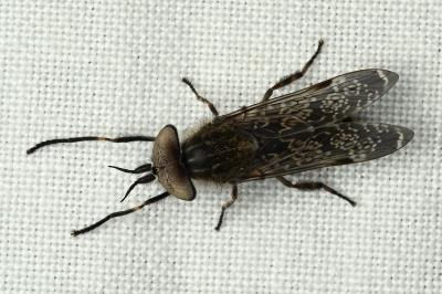 <i>Haematopota pluvialis</i>