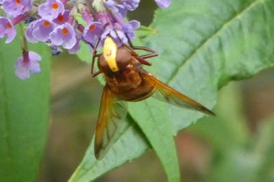 <i>Volucella zonaria</i>