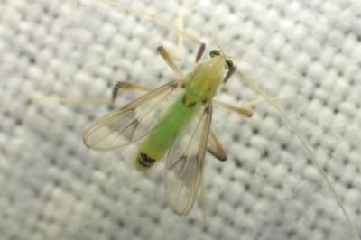 <i>Stenochironomus gibbus</i>