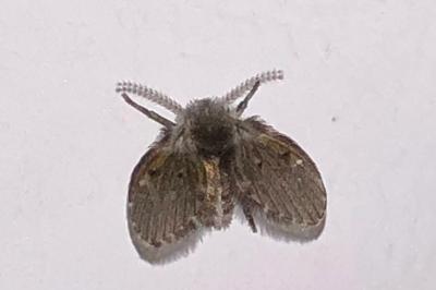 <i>Clogmia albipunctata</i>