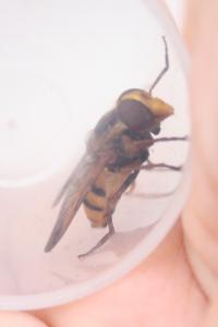 <i>Volucella inanis</i>