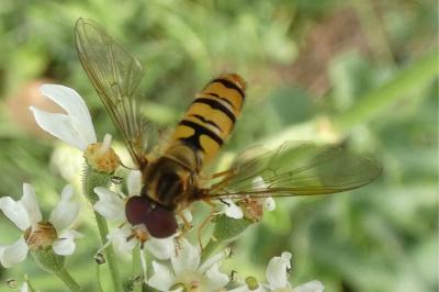 <i>Episyrphus balteatus</i>