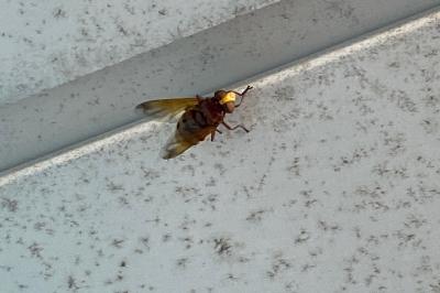 <i>Volucella zonaria</i>