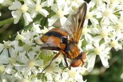 <i>Ectophasia crassipennis</i>