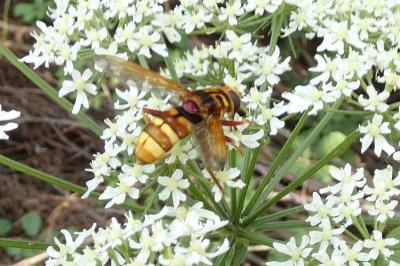 <i>Milesia crabroniformis</i>