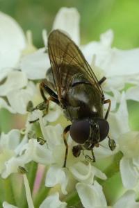 <i>Cheilosia</i>