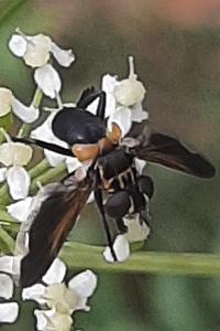 <i>Trichopoda pictipennis</i>