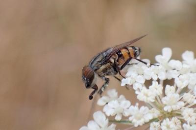 <i>Stomorhina lunata</i>