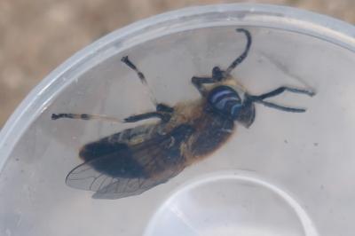 <i>Heptatoma pellucens</i>