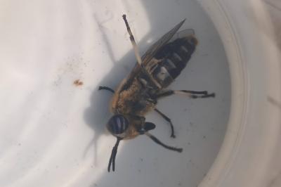 <i>Heptatoma pellucens</i>