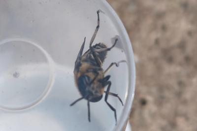 <i>Heptatoma pellucens</i>