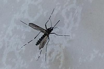 <i>Stegomyia albopicta</i>