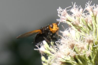 <i>Tachina grossa</i>