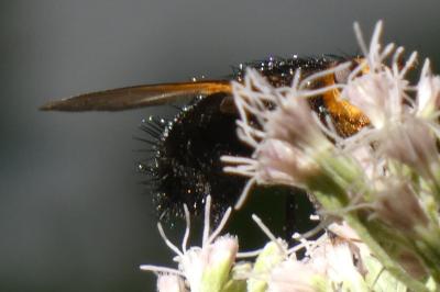 <i>Tachina grossa</i>