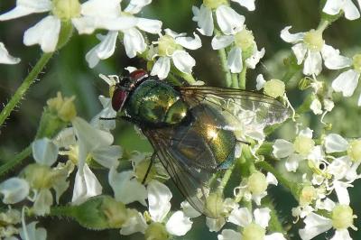 <i>Lucilia sericata</i>