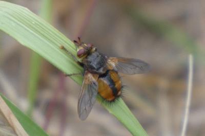 <i>Tachina fera</i>