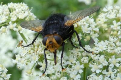 <i>Tachina grossa</i>