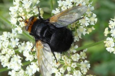 <i>Tachina grossa</i>
