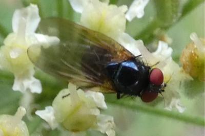<i>Silba fumosa</i>
