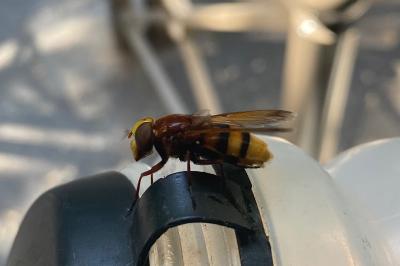 <i>Volucella zonaria</i>