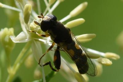 <i>Syritta pipiens</i>