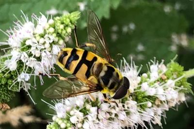 <i>Myathropa florea</i>
