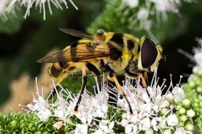 <i>Myathropa florea</i>