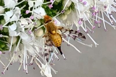 <i>Myopites stylatus</i>