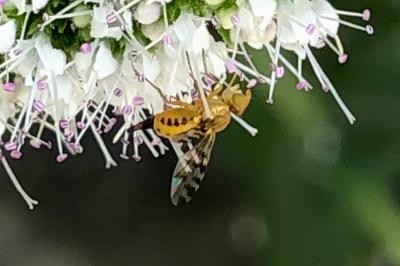 <i>Myopites stylatus</i>