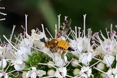 <i>Myopites stylatus</i>