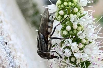 <i>Stomorhina lunata</i>