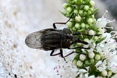 <i>Stomorhina lunata</i>