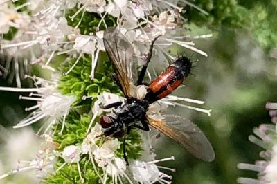 <i>Cylindromyia bicolor</i>
