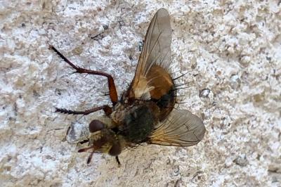<i>Tachina fera</i>