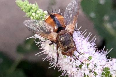 <i>Tachina fera</i>