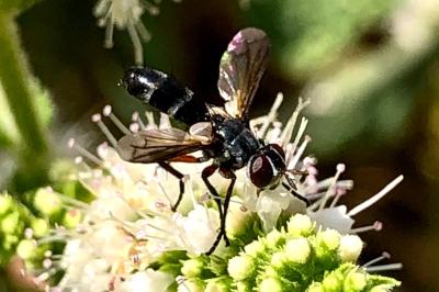 <i>Cylindromyia rufipes</i>