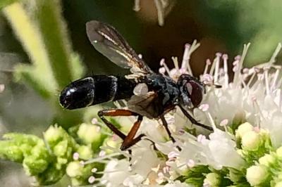 <i>Cylindromyia rufipes</i>
