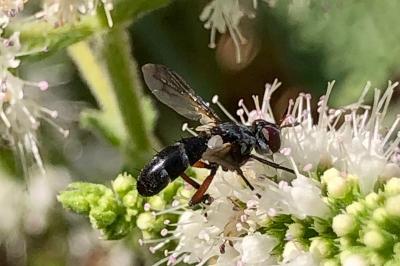 <i>Cylindromyia rufipes</i>