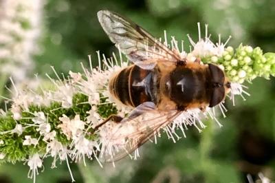 <i>Eristalis tenax</i>
