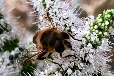 <i>Eristalis tenax</i>
