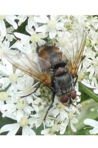 <i>Nemoraea pellucida</i>