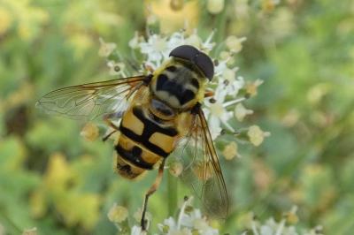 <i>Myathropa florea</i>
