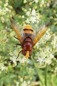 <i>Volucella zonaria</i>