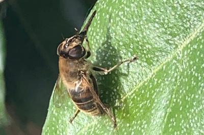 Eristalinae