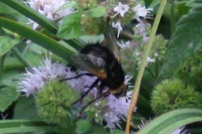 <i>Tachina grossa</i>