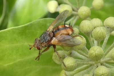 <i>Tachina fera</i>